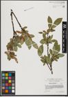Foto von Salix hastata L.
